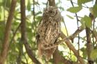African Scops Owl by Mick Dryden