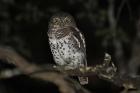 African Barred Owlet by Mick Dryden African Barred Owlet by Mick Dryden