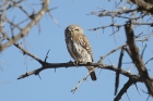 Pearl-spotted Owlet by Mick Dryden