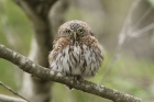Pearl spotted Owlet by Mick Dryden