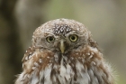 Pearl spotted Owlet by Mick Dryden Pearl spotted Owlet by Mick Dryden