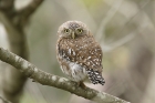 Pearl spotted Owlet by Mick Dryden