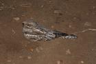 Rufous-cheeked Nightjar by Mick Dryden Rufous-cheeked Nightjar by Mick Dryden