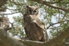 Verreaux's Eagle Owl by Mick Dryden