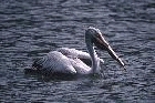 Spot billed Pelican by Mick Dryden