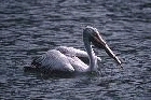 Spot billed Pelican by Mick Dryden Spot billed Pelican by Mick Dryden