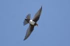 Alpine Swift by Mick Dryden