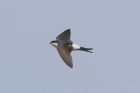 House Martin by Mick Dryden