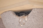 House Martin by Sarah Hall House Martin by Sarah Hall