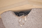 House Martin by Sarah Hall