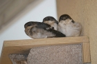 House Martin by Sarah Hall House Martin by Sarah Hall