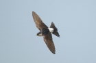 House Martin by Romano da Costa
