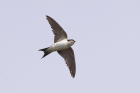 House Martin by Mick Dryden