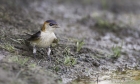 Red-rumped Swallow by Kris Bell