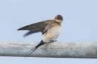 Red rumped Swallow by Mick Dryden