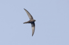 Swift by Mick Dryden