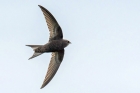 Common Swift by Romano da Costa Common Swift by Romano da Costa