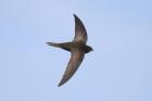 Common Swift by Mick Dryden