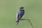 Barn Swallow by Mick Dryden