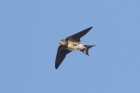 Swallow by Mick Dryden
