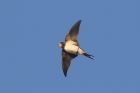 Swallow by Mick Dryden Swallow by Mick Dryden