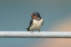 Barn Swallow by Mick Dryden