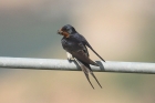 Barn Swallow by Mick Dryden