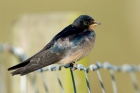 Barn Swallow by Romano da Costa
