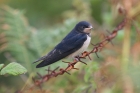 Swallow by Tony Paintin