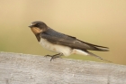 Barn Swallow by Mick Dryden