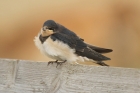 Barn Swallow by Mick Dryden
