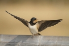 Barn Swallow by Mick Dryden