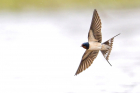 Swallow by Romano da Costa Swallow by Romano da Costa
