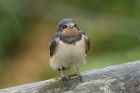 Barn Swallow by Mick Dryden