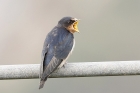 Swallow by Mick Dryden Swallow by Mick Dryden