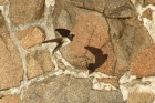 Barn Swallow by Mick Dryden