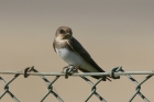 Sand Martin by Mick Dryden