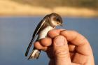 Sand Martin by Mick Dryden