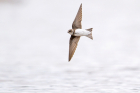 Sand Martin by Romano da Costa