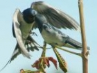 Barn Swallows by Malcolm Smith