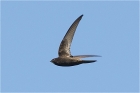 Common Swift by Trevor Biddle Common Swift by Trevor Biddle