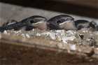 Barn Swallow nest by Vikki Robertson Barn Swallow nest by Vikki Robertson
