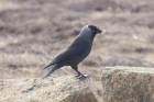 Jackdaw by Mick Dryden