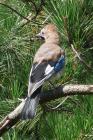 Jay by Sarah Scriven