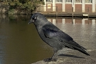 Jackdaw by Mick Dryden