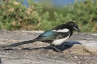 Magpie by Mick Dryden