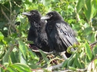 Ravens by Alan Gicquel