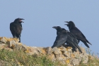 Ravens by Mick Dryden