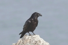Raven by Mick Dryden