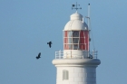 Ravens at Corbiere by Mick Dryden